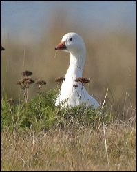 img_0377a