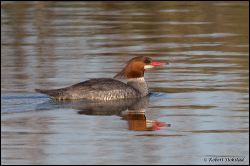 07_20120226_jrs_0824