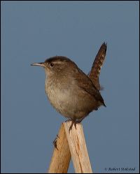 15_20120226_jrs_0876
