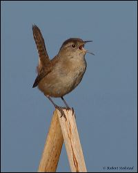16_20120226_jrs_0878