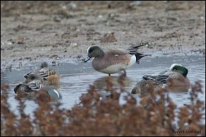 08_20120122_rgs_7890