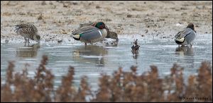 09_20120122_rgs_7914