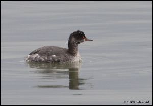 13_20120122_rgs_7917
