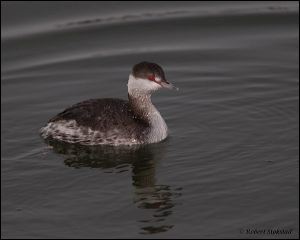 14_20120122_rgs_7928