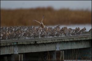 16_20120122_rgs_7930