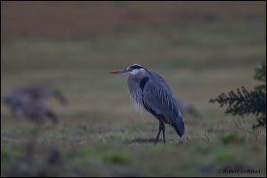 17_20120122_rgs_7933
