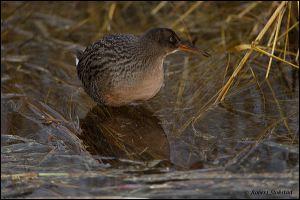 18_20120122_rgs_7936