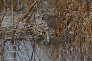 20_20120122_rgs_7945