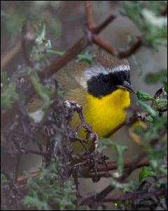 23_20120122_rgs_7953