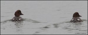 25_20120122_rgs_7985