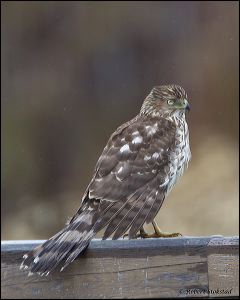 29_20120122_rgs_7972