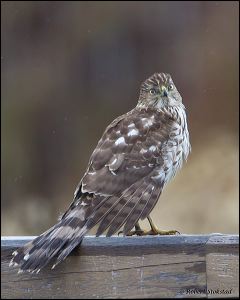 30_20120122_rgs_7973
