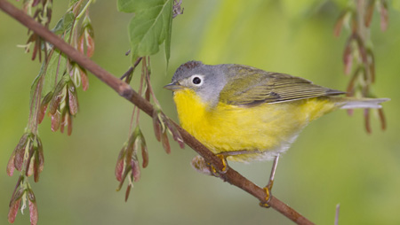 Nashville Warbler