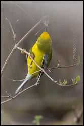 008-20140502_rgs_0060
