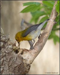004-20120503_rgs_3383
