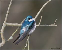 007-20120502_rgs_3094