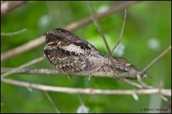010-20120502_rgs_3145