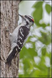018-20120501_rgs_3027