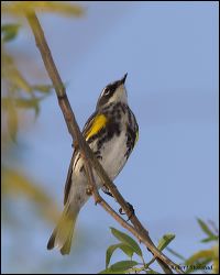 034-20120503_rgs_3321