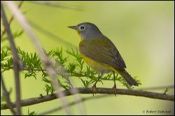 036-20120502_rgs_3135