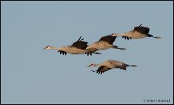 09_20120219_rgs_0199