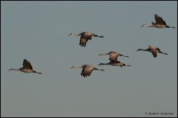 10_20120219_rgs_0161