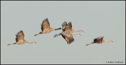 14_20120219_rgs_0202