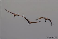 21_20120219_rgs_0293