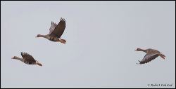 25_20120219_rgs_9706