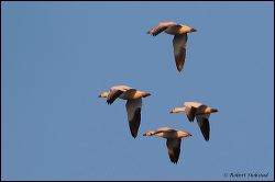 26_20120219_rgs_0325