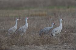 32_20120220_rgs_0470