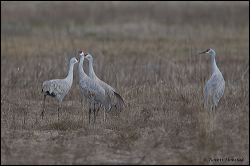 33_20120220_rgs_0477