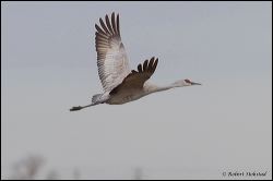 34_20120220_rgs_0473