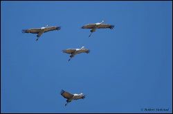 42_20120220_rgs_0630