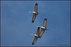 43_20120220_rgs_0636