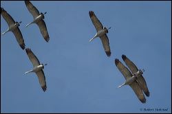 44_20120220_rgs_0637