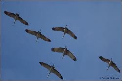 45_20120220_rgs_0638