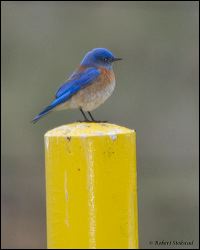 04_20120218_rgs_9413