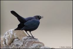 06_20120218_rgs_9459