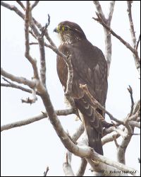 07_20120218_rgs_9472
