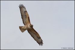 15_20120218_rgs_9576