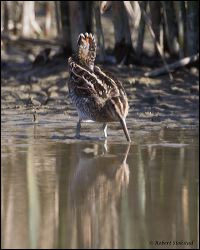 21_20120219_rgs_9840