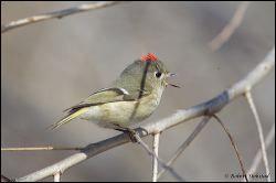 52_20120220_rgs_0606