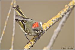 54_20120220_rgs_0624