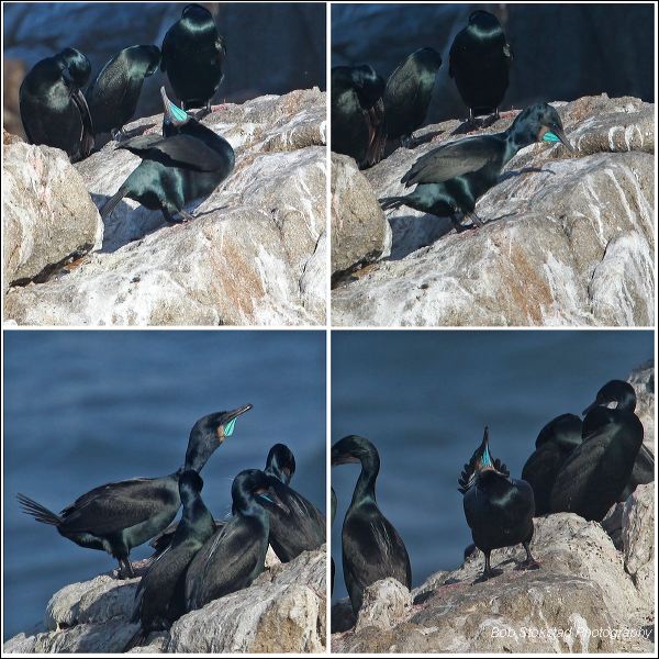 cormorant_display.jpg