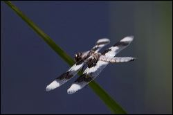 023-20120615_rgs_5348