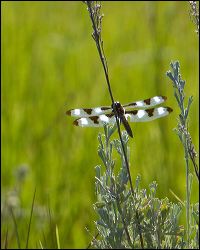 042-20120616_rgs_5518