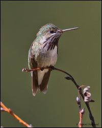 008-20120613_rgs_4747