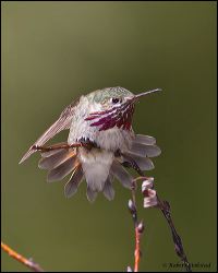 013-20120613_rgs_4765