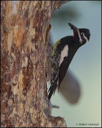 019-20120613_rgs_4961